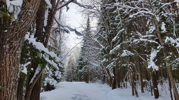 Snow covered trees in the winter forest with road in a cold day. White and black landscape