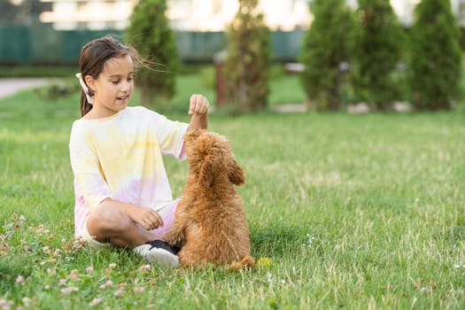 a little girl with Adorable Maltese and Poodle mix Puppy or Maltipoo dog.