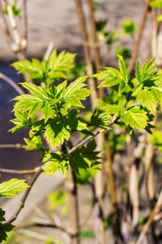 Young green leaves of a bush close up