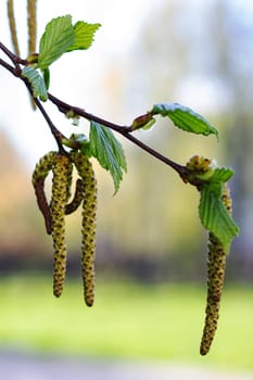 Earrings and green birch leaves close up, macro photo