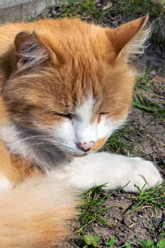 Red cat sleeping on grass in the sun close up