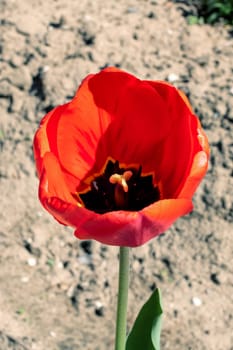 Red tulip and green grass close up, top view