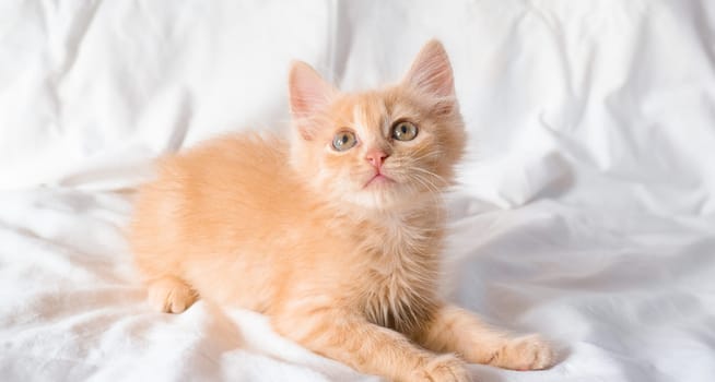 Cute little ginger kitten lies and plays on a white blanket.