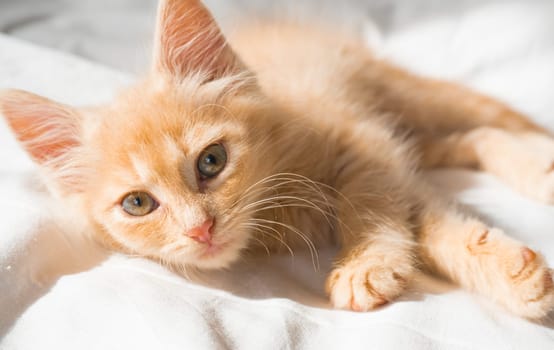 Cute little ginger kitten lies on a white blanket and looks at the camera.