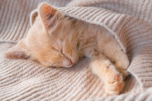 Cute little ginger kitten lies on a beige knitted bedspread.