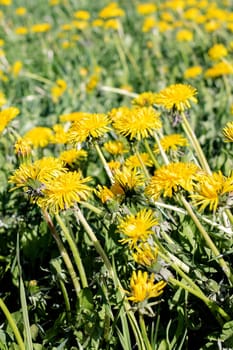 Green field with dandelions close up abstract background