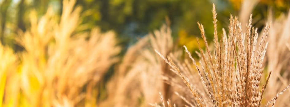 Silver grass flower blowing in the wind. Beautiful spring tall grass flower swaying by blowing wind outdoors. Silver or gold reed grass. Abstract natural 4k video background earth tones