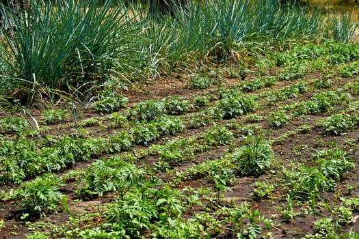 a small piece of ground used to grow vegetables, fruit, herbs, or flowers.