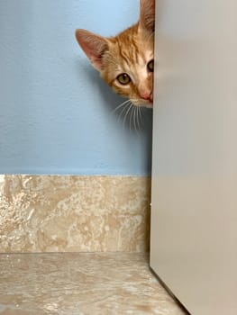Beautiful red kitten is hiding behind wooden closet.