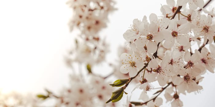 White flowers of cherry blossom on cherry tree close up. Blossoming of white petals of cherry flower. Nature. Bright floral scene with natural lighting. Spring concept