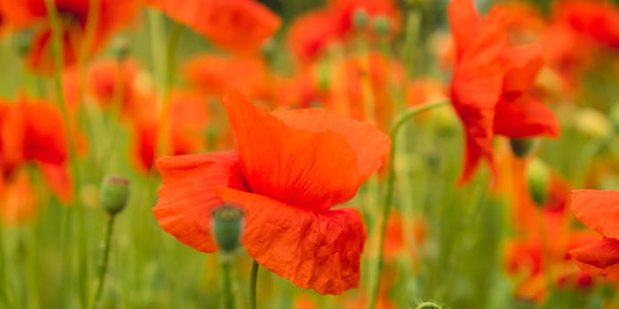 Red poppy flowers in a wild field. Vivid Poppies meadow in spring. Beautiful summer day. Beautiful red poppy flowers on green fleecy stems grow in the field. Scarlet poppy flowers in the sunset light. Natural background wallpaper Copy space for greeting card