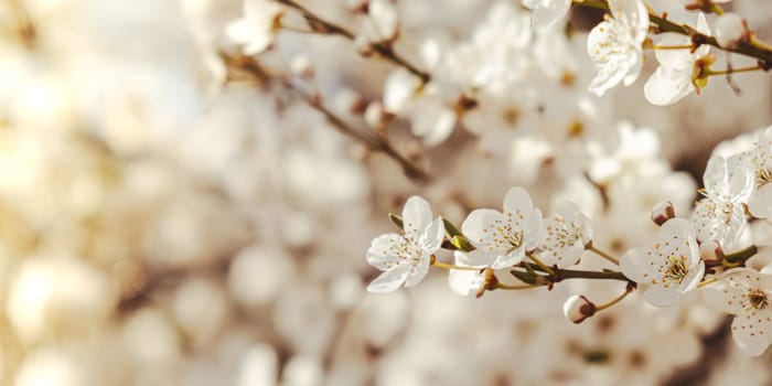 White flowers of cherry blossom on cherry tree close up. Blossoming of white petals of cherry flower. Nature. Bright floral scene with natural lighting. Spring concept Wallpaper background for greeting card. Copy space