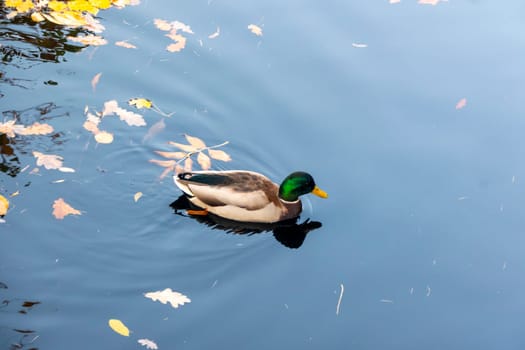 mallard ducks on a water in dark pond with floating autumn or fall leaves, top view. Beautiful fall nature . Autumn october season animal, landscape background. Vibrant red orange nature colors.