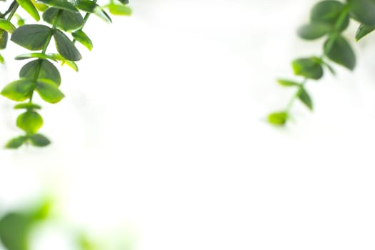 Green leaves border defocus on white background, edge of green plant with copy space. Natural and freshness ecology concept. spring beauty element space for text