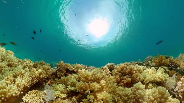 Underwater fish reef marine. Tropical colourful underwater seascape. Philippines.