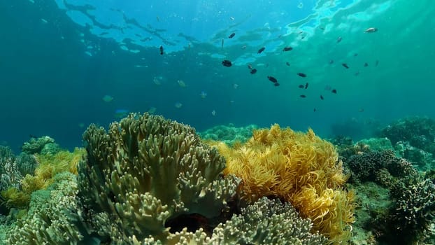 Tropical colourful underwater seascape.The underwater world with colored fish and a coral reef. Philippines.