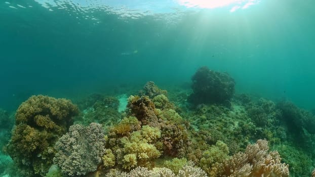 Underwater fish reef marine. Tropical colorful underwater seascape with coral reef. Panglao, Bohol, Philippines.