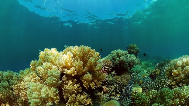 Tropical Seascape Underwater Life. Tropical underwater sea fish. Philippines.