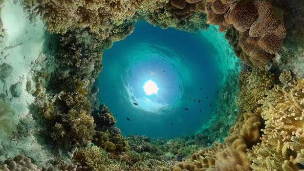 Tropical coral reef and fishes underwater. Hard and soft corals. Underwater video. Philippines.