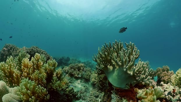 Tropical colourful underwater seas. Coral Garden with Underwater Vibrant Fish. Underwater tropical colourful soft-hard corals seascape. Philippines.