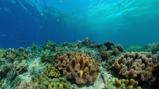 Underwater world with coral reef and tropical fishes. Travel vacation concept