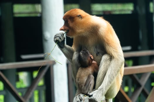 Proboscis monkey mother feeds the baby. Borneo. Labuk bay, Malaysia.