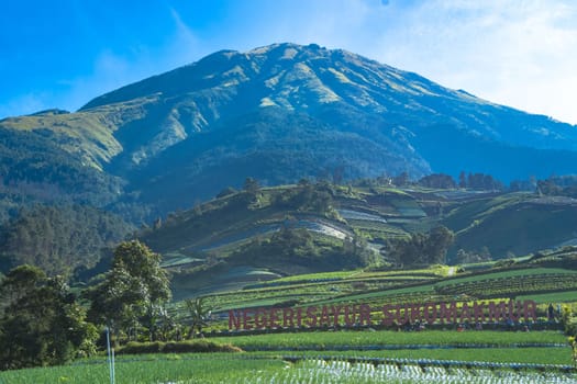 Landscape of The terraced spring onion fields, Sukomakmur, Magelang, Indonesia
