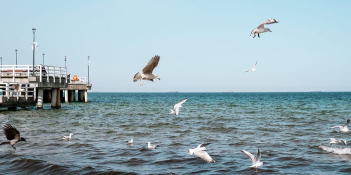The Sopot molo pier longest in Europe. Baltic Sea and the sun. Seagulls flying on the beach of Baltic Sea waves searching food. Gdansk travel destination. Holiday vacation