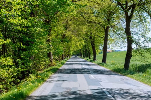 A straight asphalt road in a green forest in summer. Czech forest.