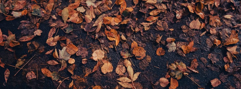 Colorful falling autumn leaves pattern background. View through the autumn foliage in park forest. Golden tree leaves. Beautiful tree with yellow leaves in autumn forest. Path littered with autumn leaves. Nature fall landscape background