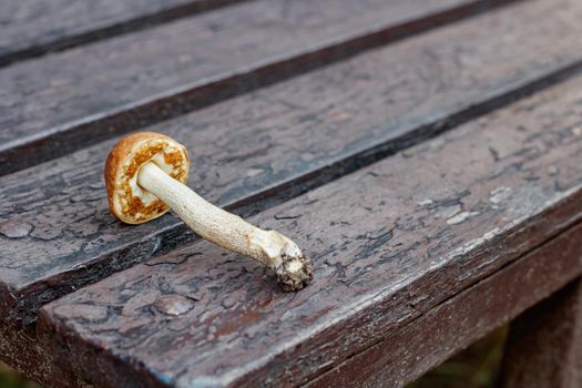Edible mushroom lies on a wooden table close up