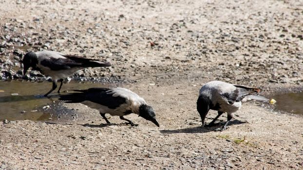 Two crow standing on the pavement close up, urban view