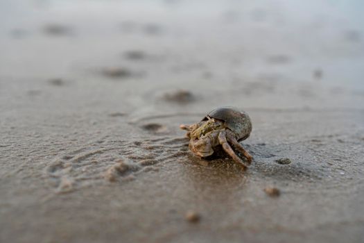 Hermit crabs live on the sand by the sea	
