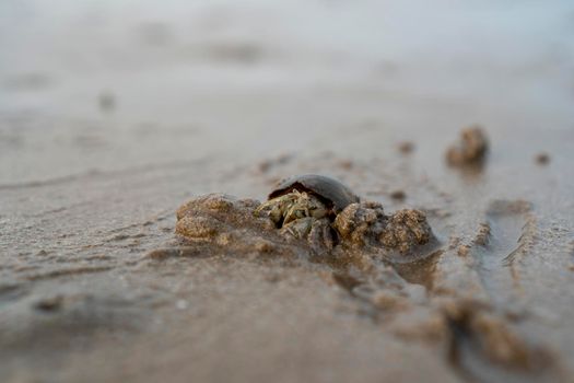 Hermit crabs live on the sand by the sea. Hermit crabs digging sand to bury themselves to hide from predators.	
