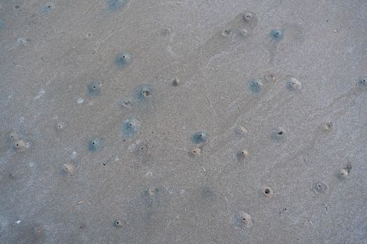 The floating groove of the habitat of Horn-eyed ghost crab or Ocypode on the white sand by the sea	