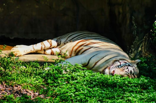 White tiger lying on the green grass in the sunny sun