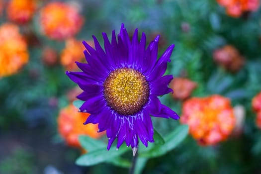 Purple flower with dew drops on a background of greenery close up
