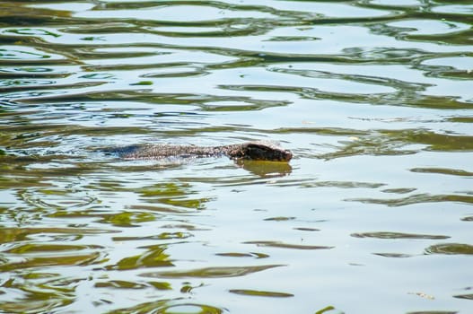 Large Asian water monitor is swimming across the water in the pond.