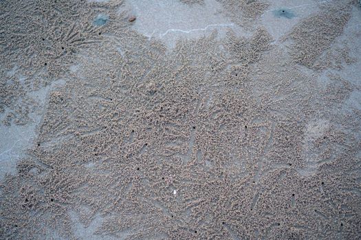 The floating groove of the habitat of Horn-eyed ghost crab or Ocypode on the white sand by the sea	