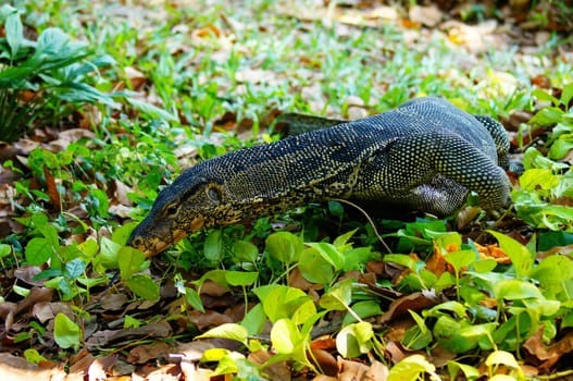 The Large Asian water monitor is searching for prey on plants.