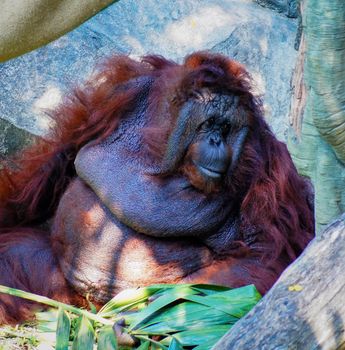 an orangutan sitting on the rocks, avoiding the sun.