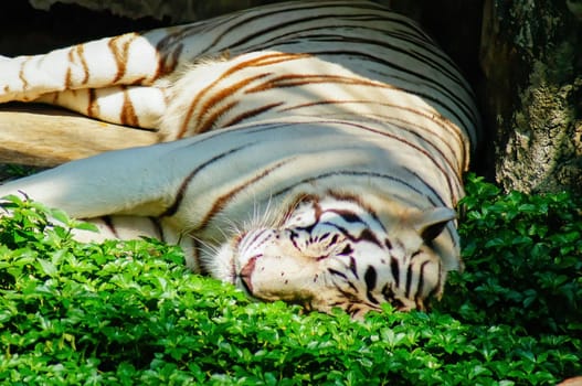 White tiger lying on the green grass in the sunny sun