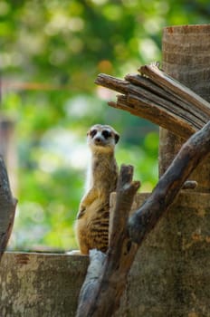 Meerkat,  looking at something on the timber. background is a green tree