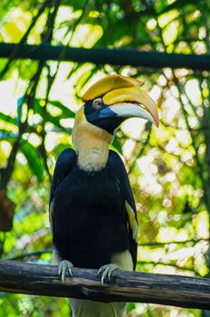 Hornbill is the black body and yellow neck, it Sticking on the timber and looking something