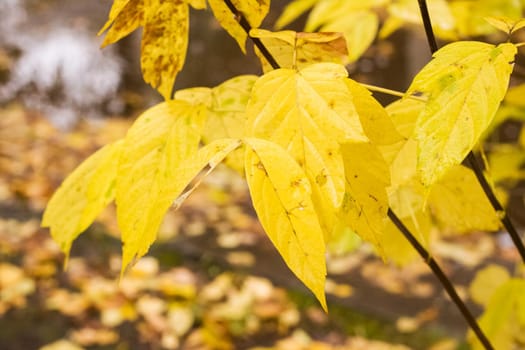 Yellow leaves on tree branches with dew drops close up