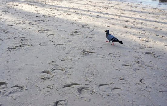 Gray Doves are running on the sand at the beach.