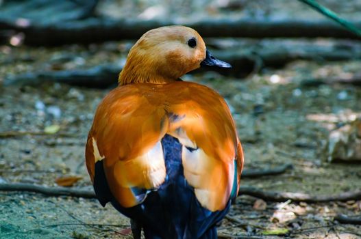 Ruddy shelduck with orange wings walking on the ground, looking right