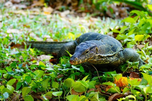 The Large Asian water monitor is searching for prey on plants.