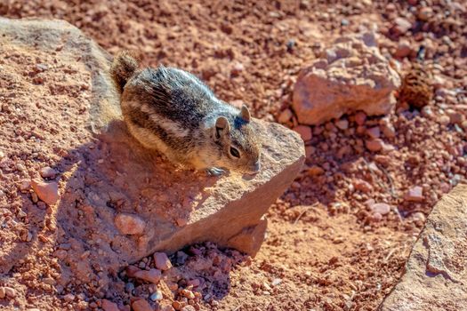 Golden-mantled Ground Squirrel in Bryce Canyon National Park, Utah