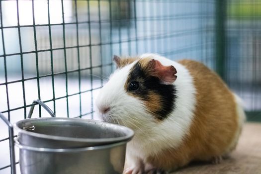 Red Guinea pig in a cage close up, pet rodent